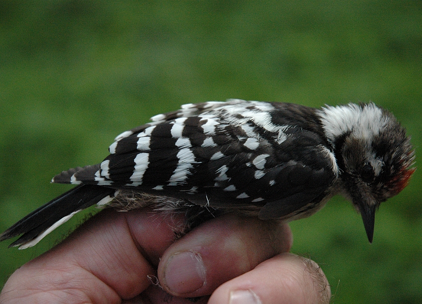 Lesser Spotted Woodpecker, Sundre 20110817